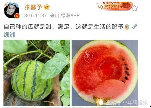 娱乐圈哪里吃瓜好吃,揭秘各大热门地点的“吃瓜”盛宴