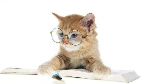 娱乐吃瓜君猫猫